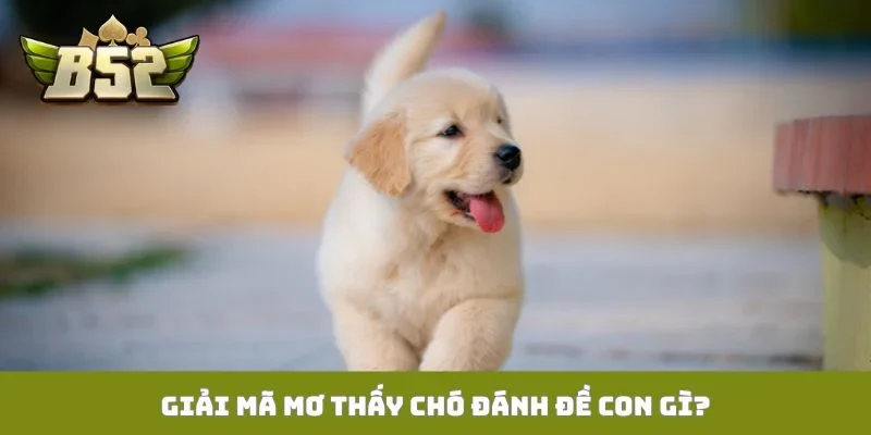 Giải mã mơ thấy chó đánh đề con gì?