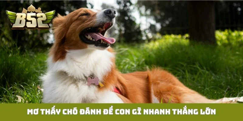 Mơ thấy chó đánh đề con gì nhanh thắng lớn