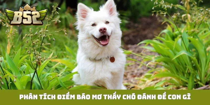 Phân tích điềm báo mơ thấy chó đánh đề con gì